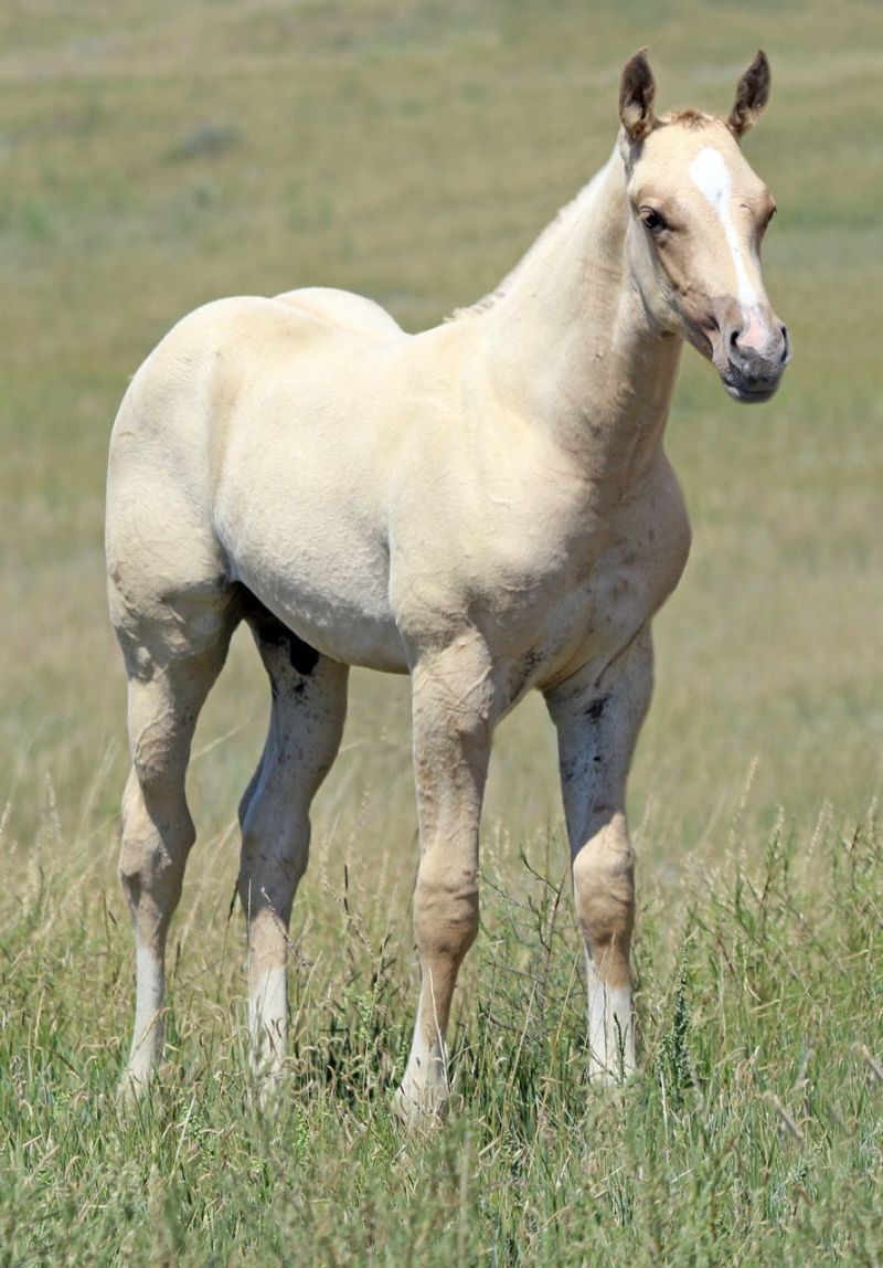 002 - Effie Frost colt